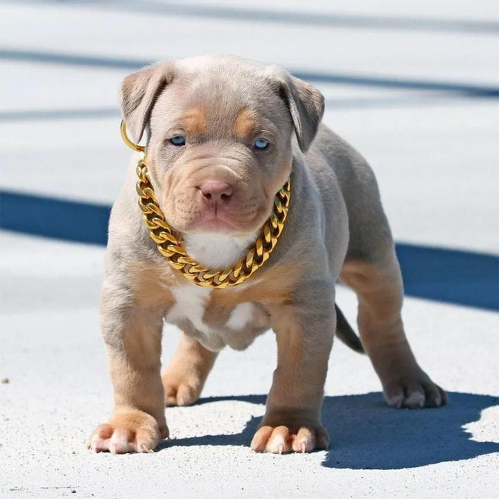 "Lyxigt guldpläterat hundhalsband med hip-hop stil, glänsande finish, tre storlekar, modeaccessoar för husdjur."