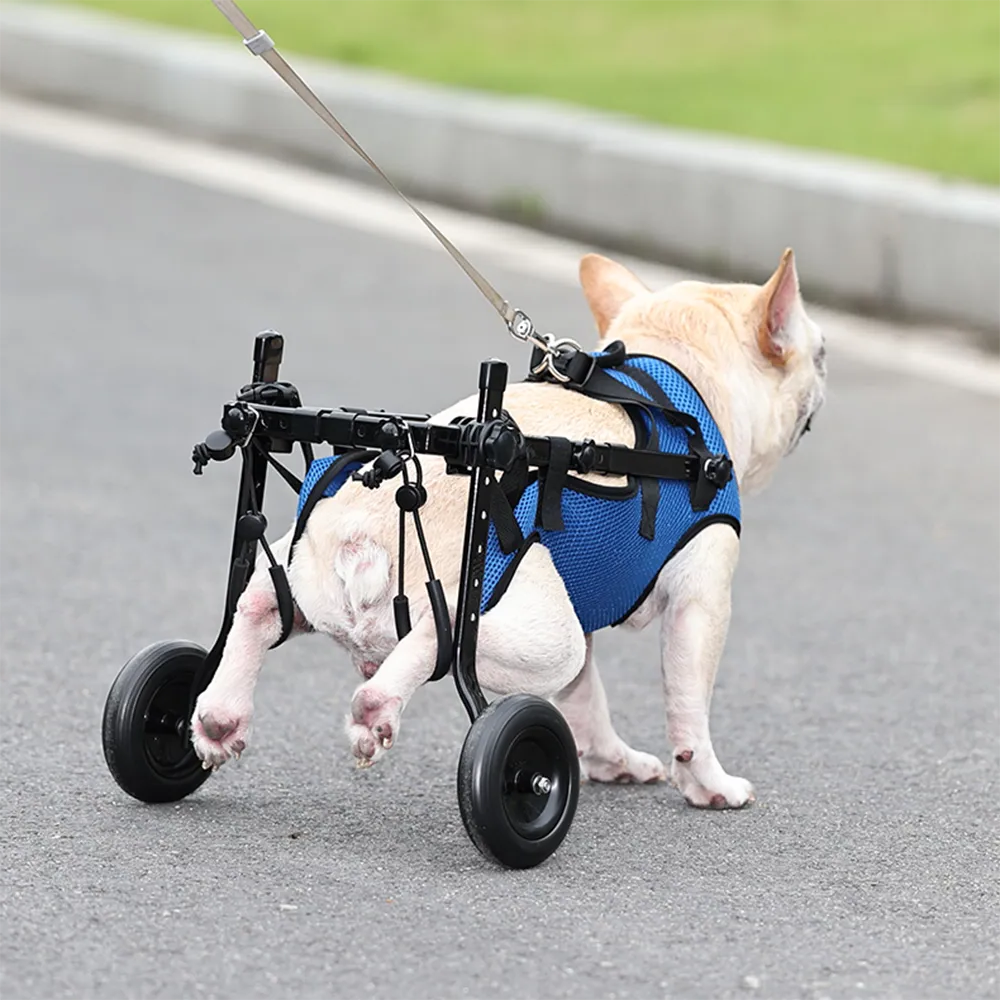 Bakifrån på en fransk bulldog som promenerar i en rullstol för bakbenen