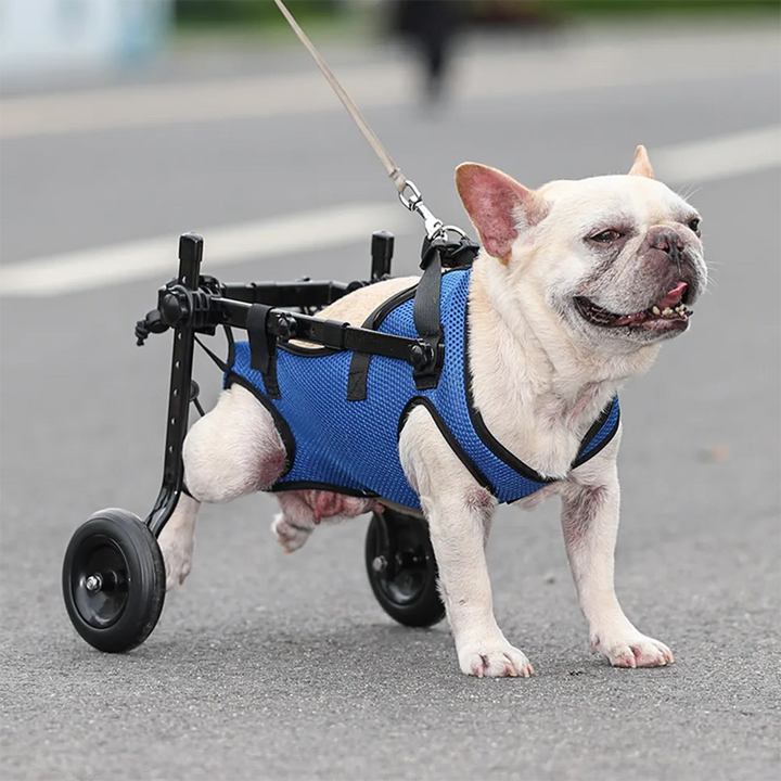 Fransk bulldog som använder en blå och svart hundrullstol utomhus