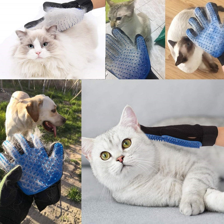 Katt njuter av massage & pälsvård med mjuk pälshandske, för glänsande päls.