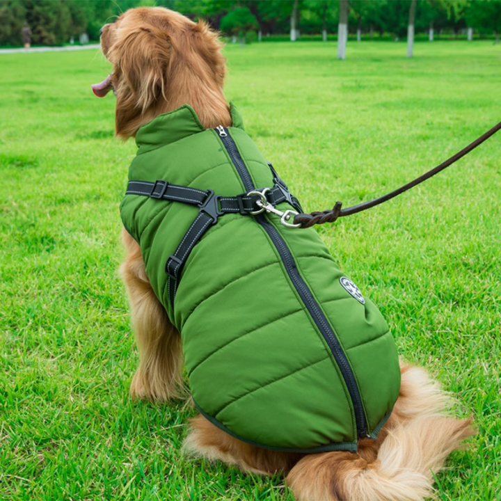 Trendig och funktionell vinterutrustning för din hund
