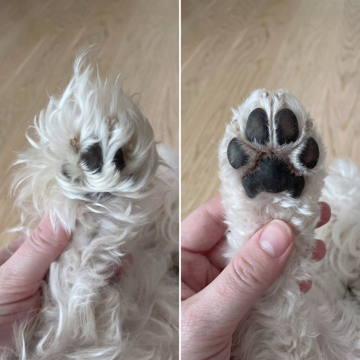 Närbild på tyst hundtrimmer med keramiskt blad för skonsam klippning av husdjur
