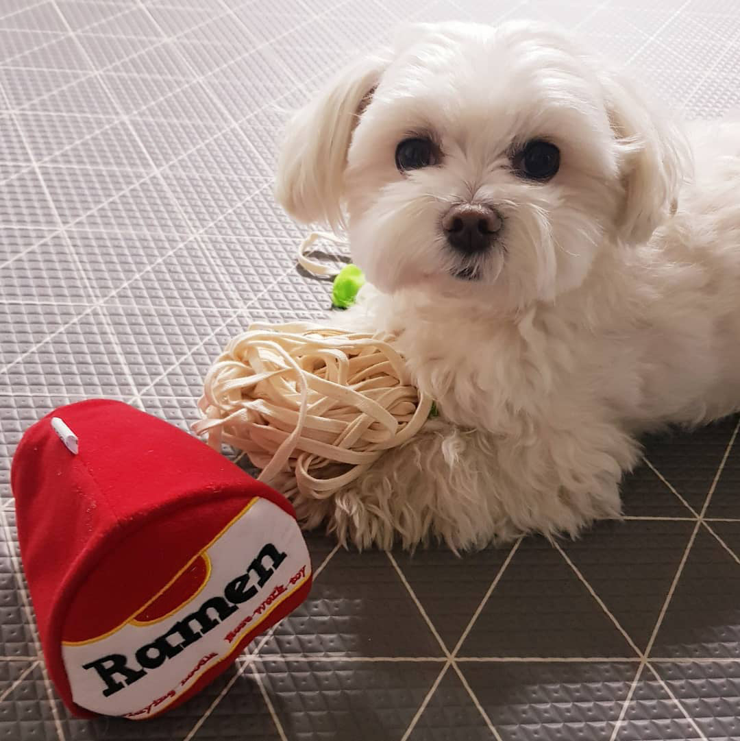 Unik ramen nudel-leksak för hundar, en rolig och hållbar tuggleksak för daglig aktivitet.