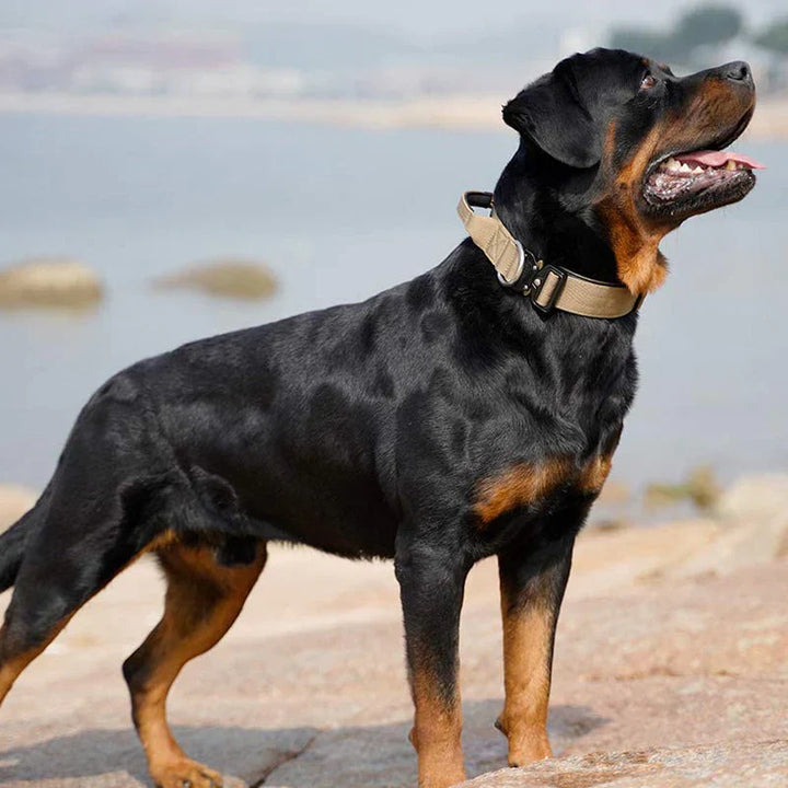 Robust hundhalsband i nylon med handtag för säker kontroll vid promenad & träning. Perfekt för starka hundar.