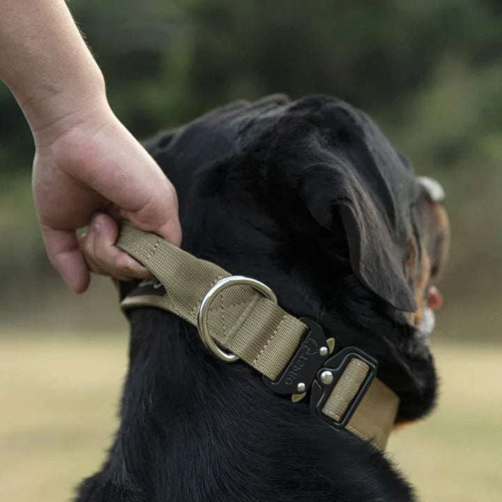 Nylon hundhalsband med ergonomiskt handtag för optimal kontroll och trygghet. Hållbart & bekvämt för husdjur.