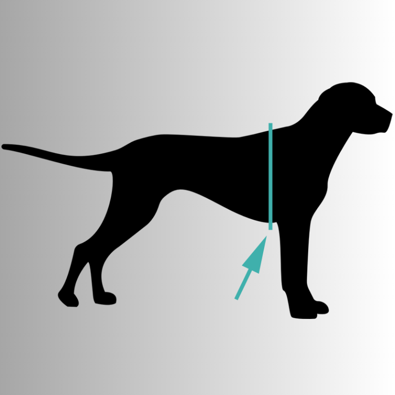 Effektiv antidrag-sele som underlättar träning & promenader. Förbättrar koppelförning & säkerhet för hunden.