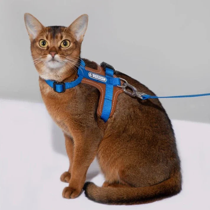 Ergonomisk kattsele med reflekterande detaljer och bekvämt koppel för ökad synlighet.