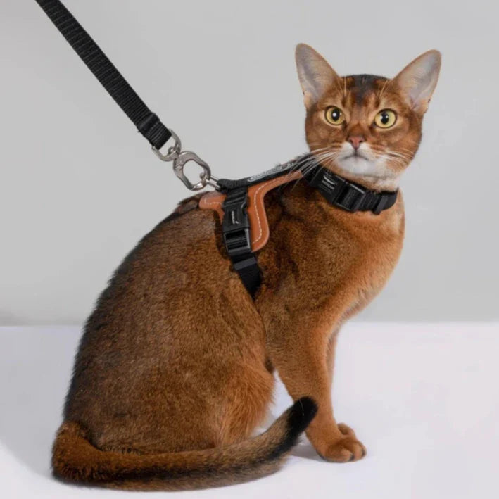 Lättanvänd kattsele med koppel för trygga och roliga utomhusaktiviteter med din katt.