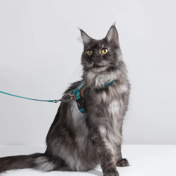 Äventyrsredo katt med justerbar sele & koppel, perfekt för spännande upptäcktsfärder.