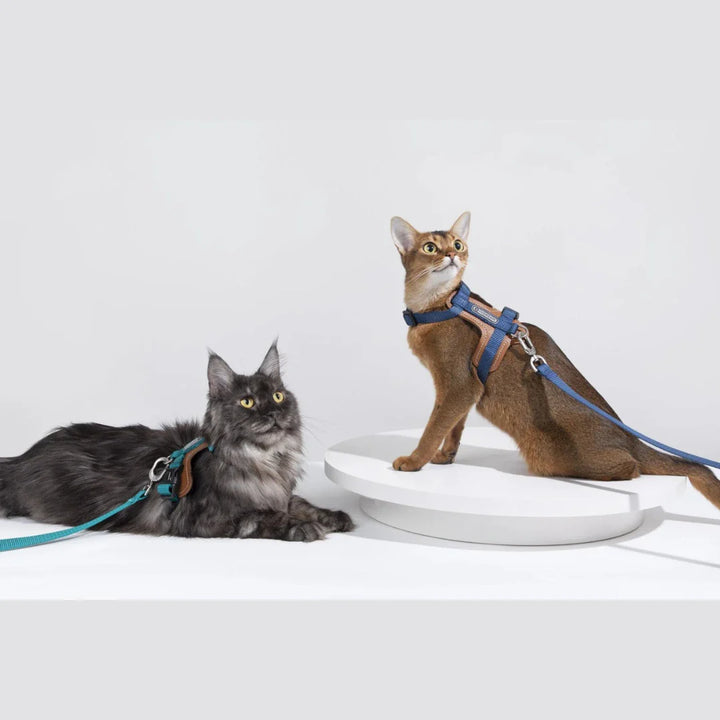 Justerbar kattsele & koppel i svart, rymningssäker design för trygga kattpromenader.