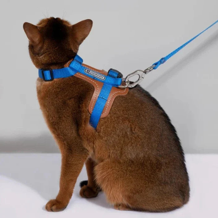 Glad katt utforskar utomhus med grön rymningssäker kattsele och koppel.
