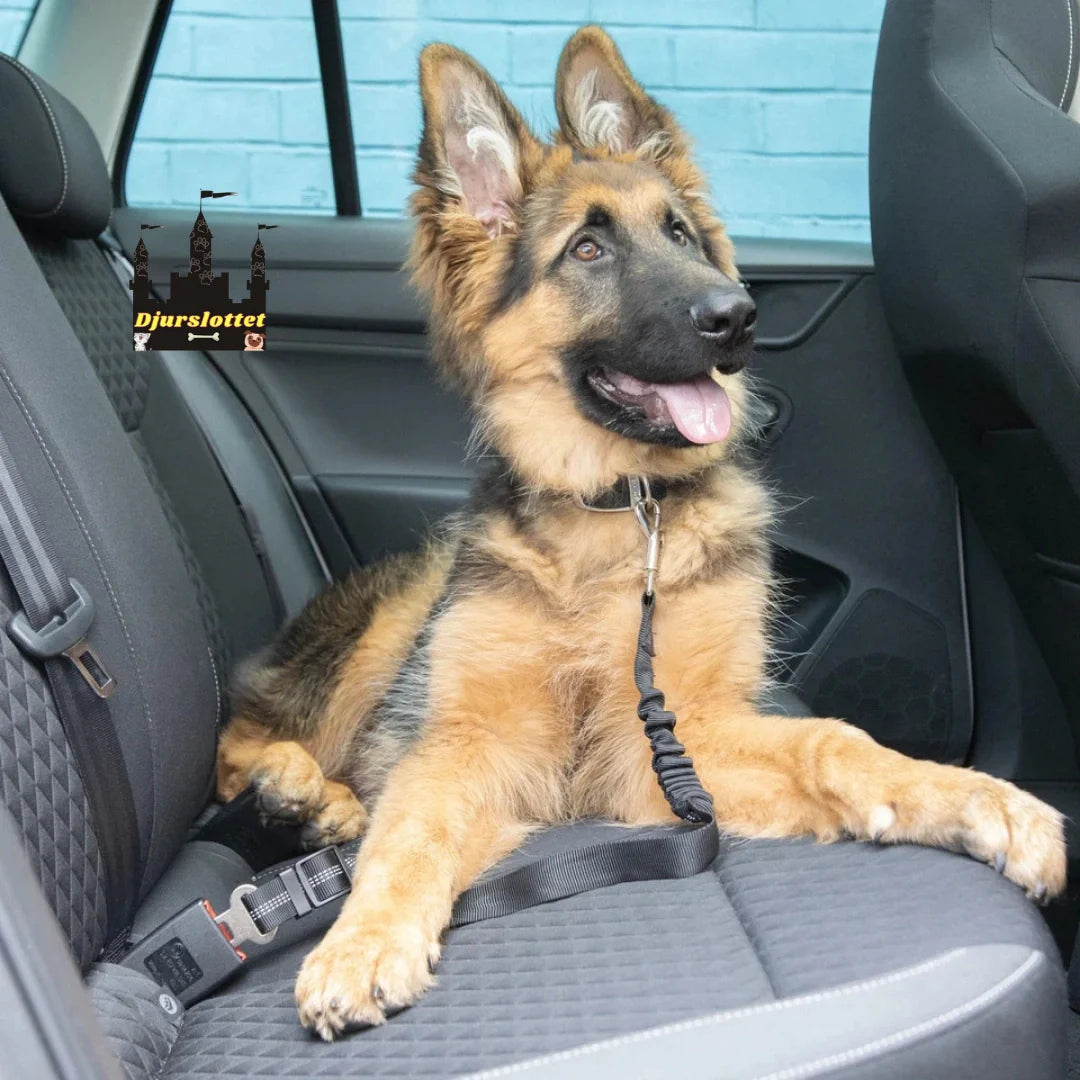Robust säkerhetsbälte för hund som garanterar säkerhet och komfort under alla bilresor.