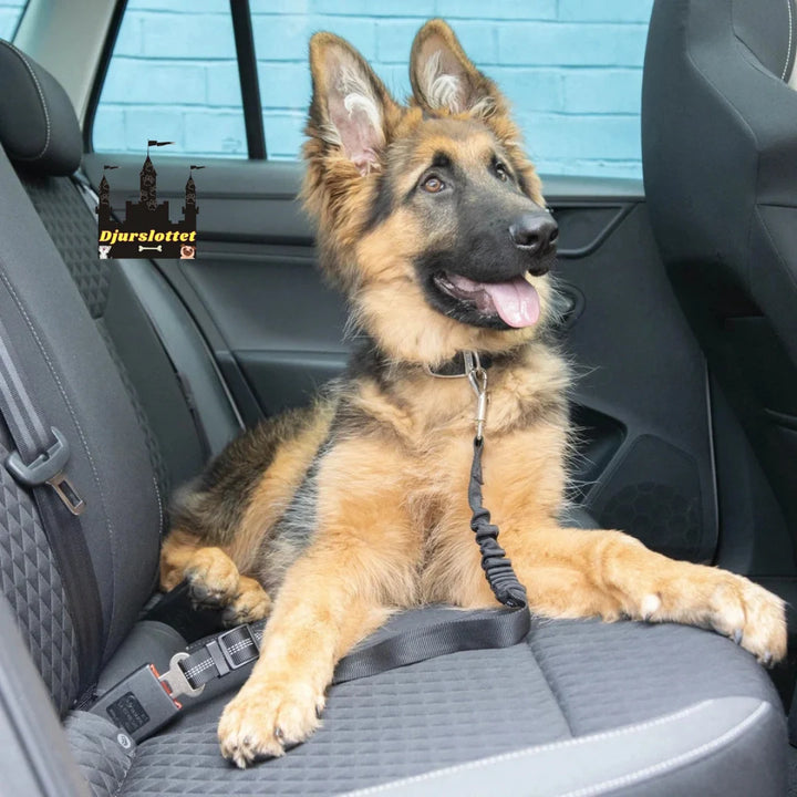 Robust säkerhetsbälte för hund som garanterar säkerhet och komfort under alla bilresor.