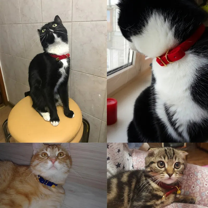 Mjukt och justerbart sammetshalsband för katt, med säkert guldspänne. Hög komfort för din katt.