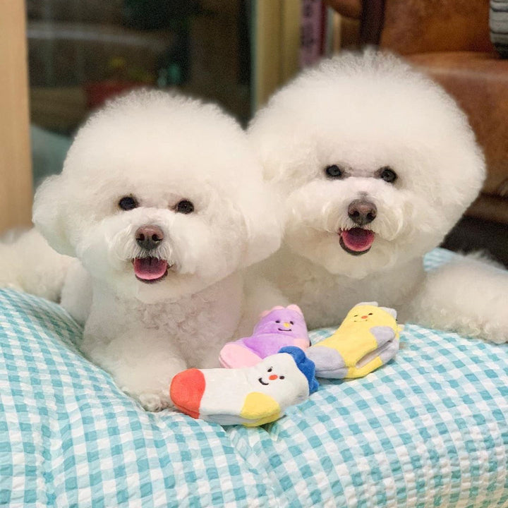 Glad hund leker med en av de färgglada, tuggvänliga hundleksakssockorna i bomull från setet.