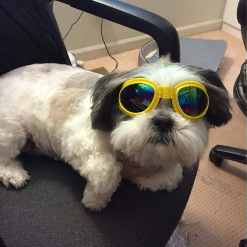 Snygga hundgoggles med UV-skydd för utomhusäventyr. Ett viktigt hundtillbehör för ögonskydd.