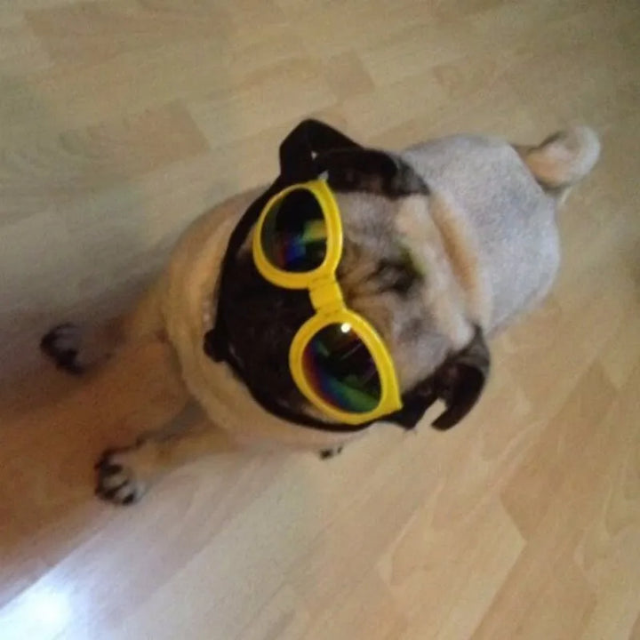 Stilfulla hundglasögon med UV-skydd som skyddar din hund från sol, vind och smuts. Ett måste för aktiva hundar.