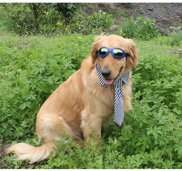 Komfortabla hundgoggles med UV-filter. Ett praktiskt djurtillbehör för skyddande ögonvård.