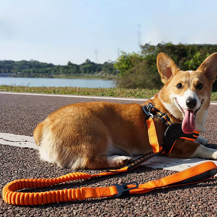 Elastiskt svart hundkoppel med stötdämpning. Perfekt för skonsamma hundpromenader och träning.
