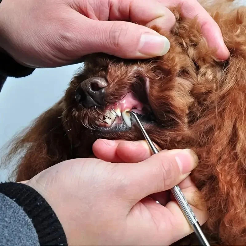 Tandstensskrapor i rostfritt stål för hund & katt. Säker och effektiv plackborttagning hemma.