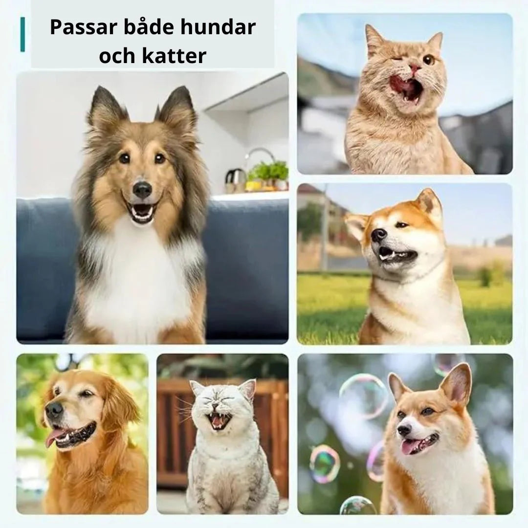 Hundtandvård hemma med ett 3-pack tandstensskrapor. Viktigt för plackborttagning & hälsosamma tänder.