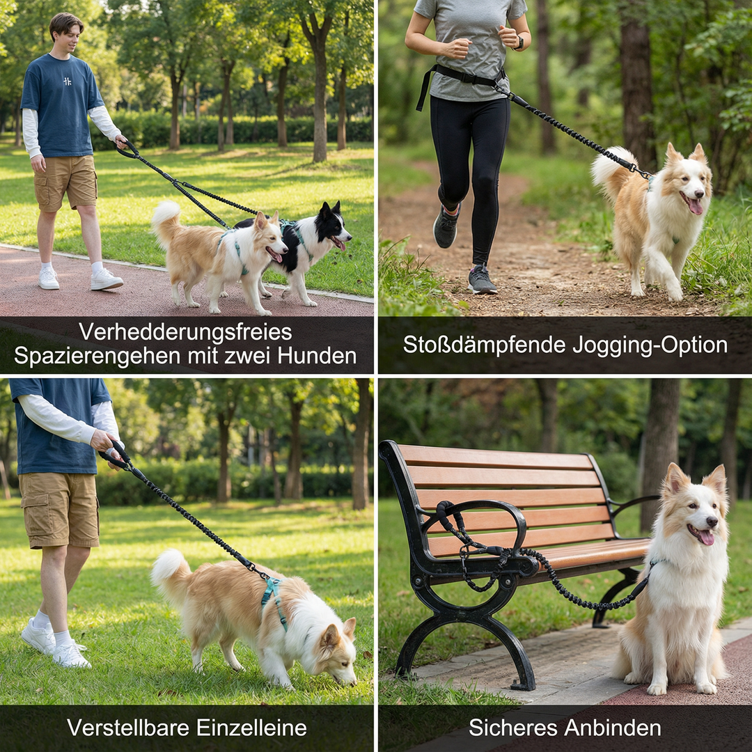 Två hundar i ett trasselfritt koppel, njuter av en promenad tillsammans.