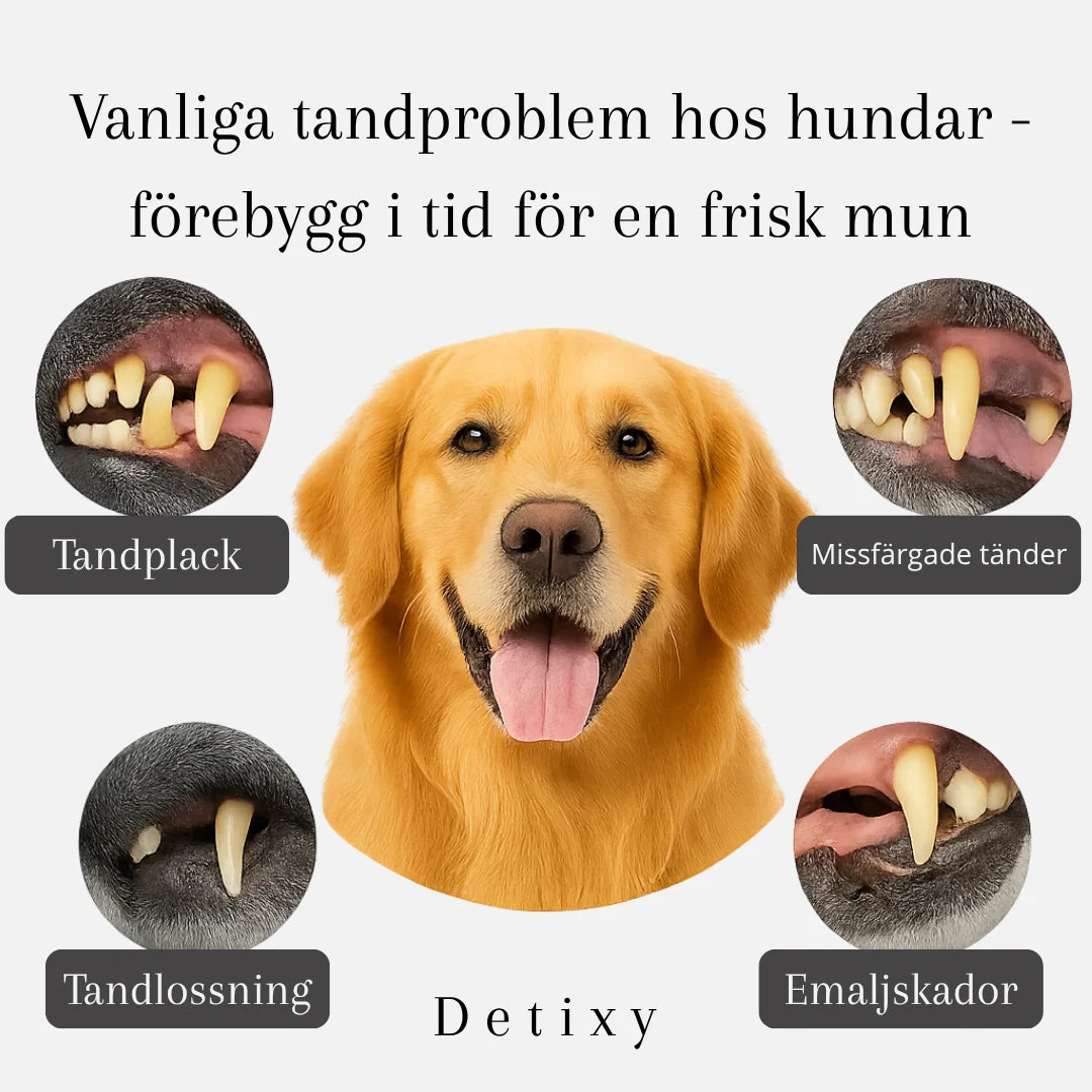 Hemvårdsverktyg för husdjur: vit ultraljudstandskrapa för enkel borttagning av plack & tandsten på hundar & katter.