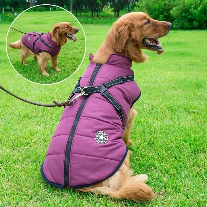 Hund i varm vinterjacka med sele som promenerar utomhus i snöväder