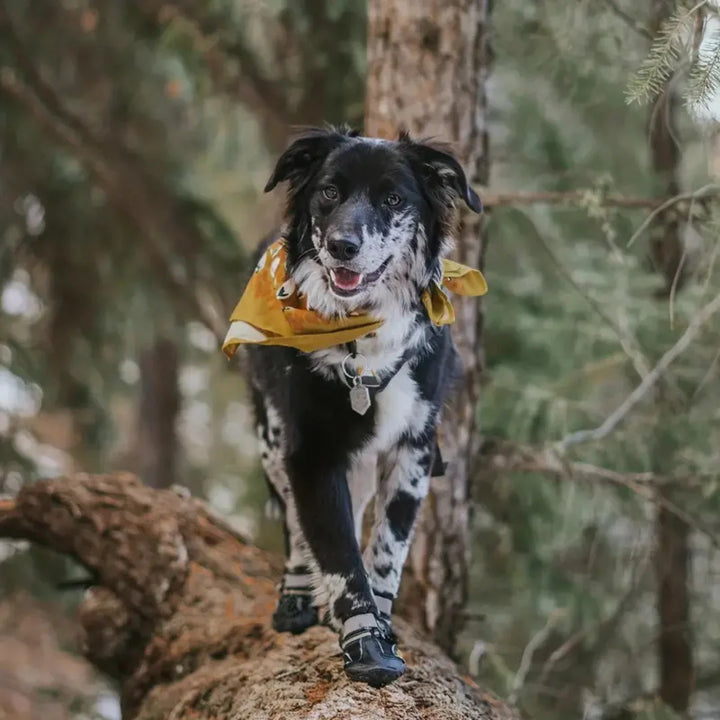 Slitstarka hundskor skyddar tassar mot kyla, värme och vägsalt utomhus.