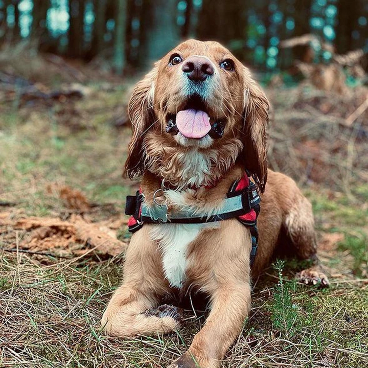 Justerbar Hundsele för Dragfria Promenader